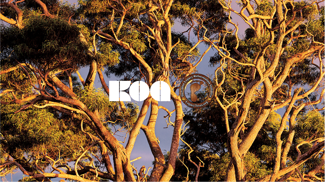 Koa X Hawaiian Legacy Reforestation Institute Holidays 2022